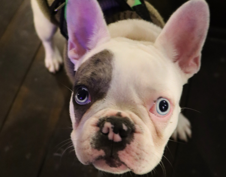 Darwin - Pet Friendly